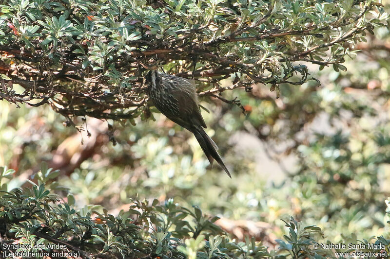 Andean Tit-Spinetailadult, identification, fishing/hunting