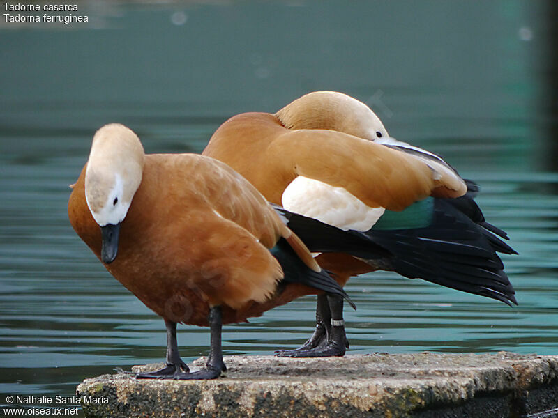 Ruddy Shelduckadult, care, Behaviour