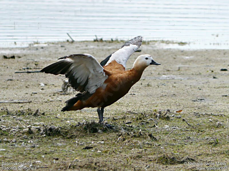 Tadorne casarcaadulte, identification, soins, marche