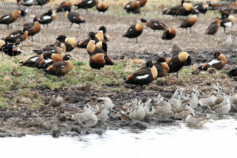 Tadorne d'Australie, habitat