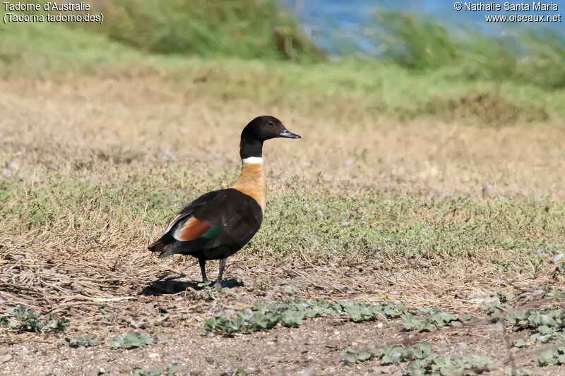 Tadorne d'Australie mâle adulte, identification