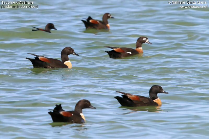 Australian Shelduckadult, habitat