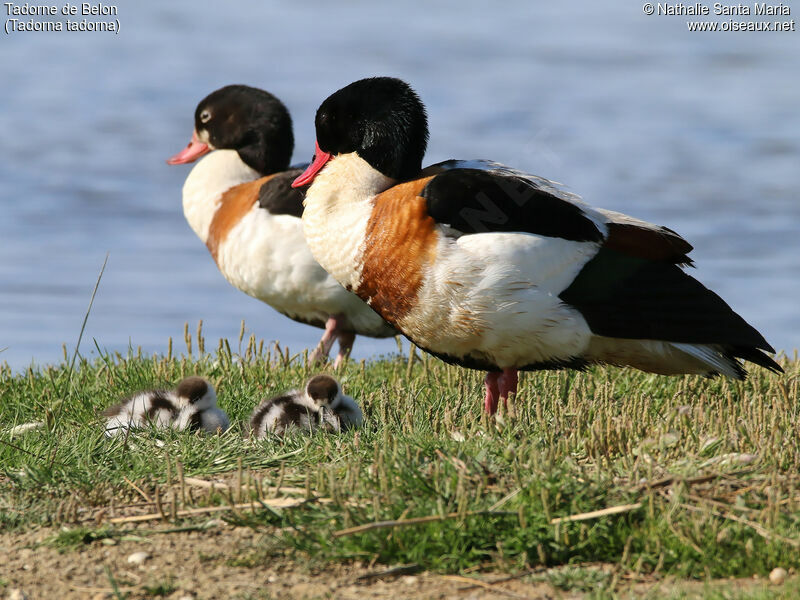 Common Shelduck, habitat, Behaviour