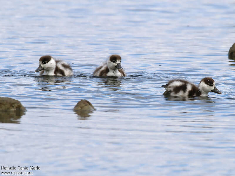 Common ShelduckPoussin, identification, swimming