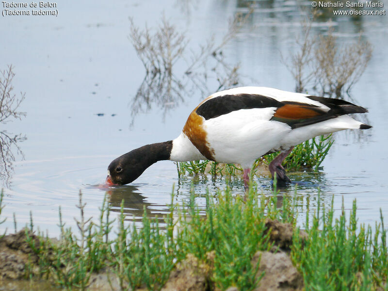 Tadorne de Belon femelle adulte nuptial, identification, marche, mange