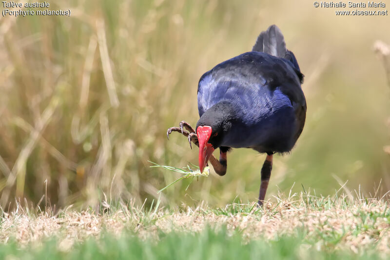 Talève australeadulte, identification, mange, Comportement