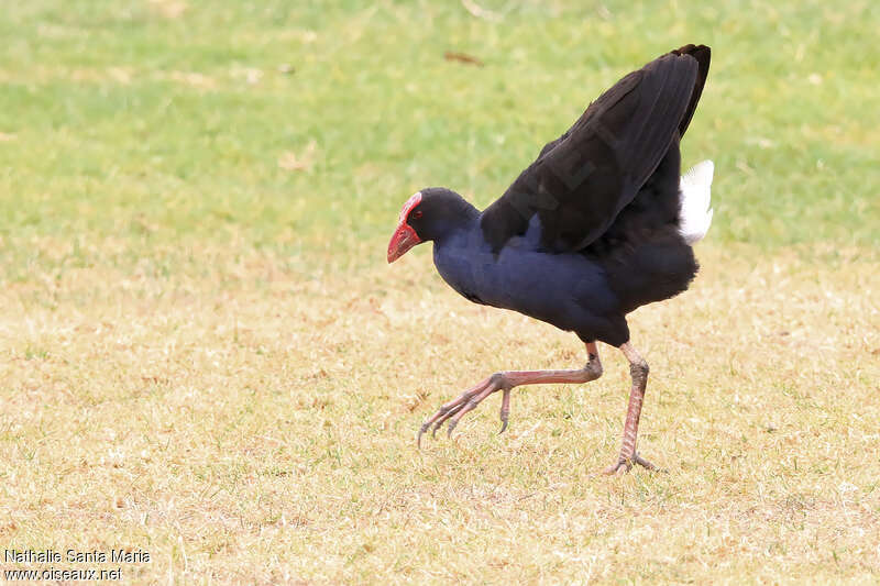 Talève australeadulte, Comportement