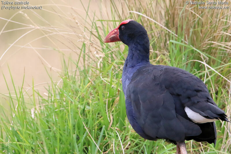 Talève australeadulte, identification