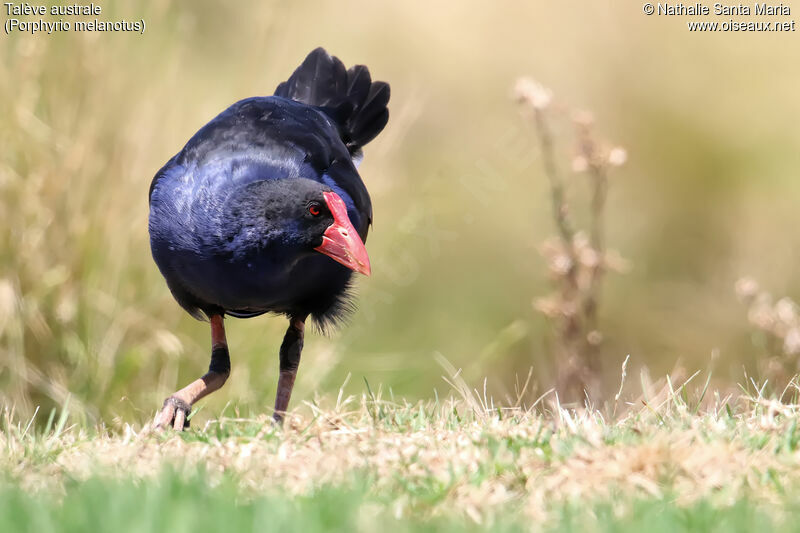 Australasian Swamphenadult, identification, walking