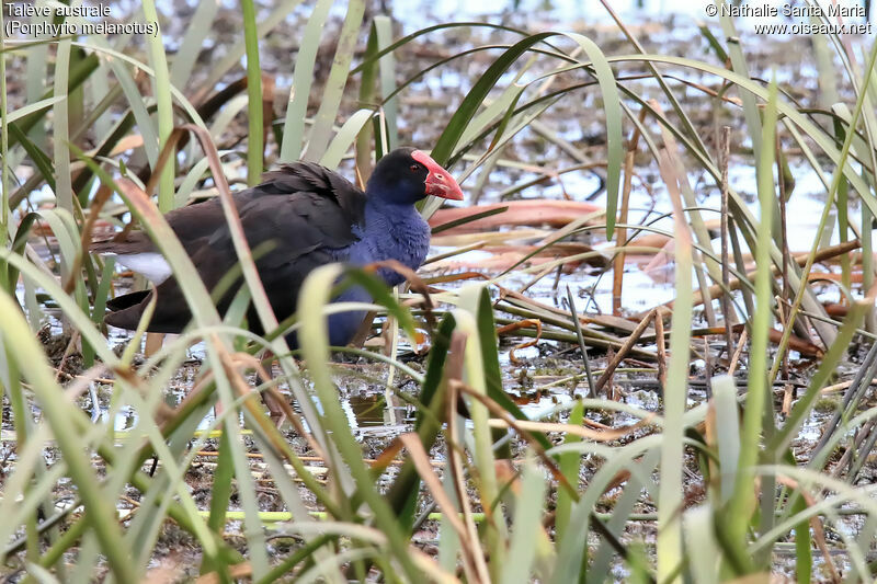 Australasian Swamphenadult, habitat, walking