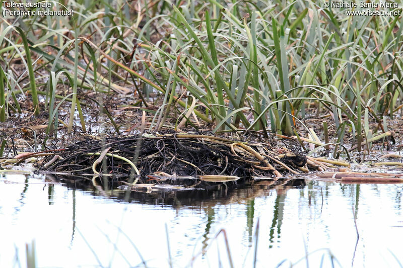 Talève australe, habitat, Nidification