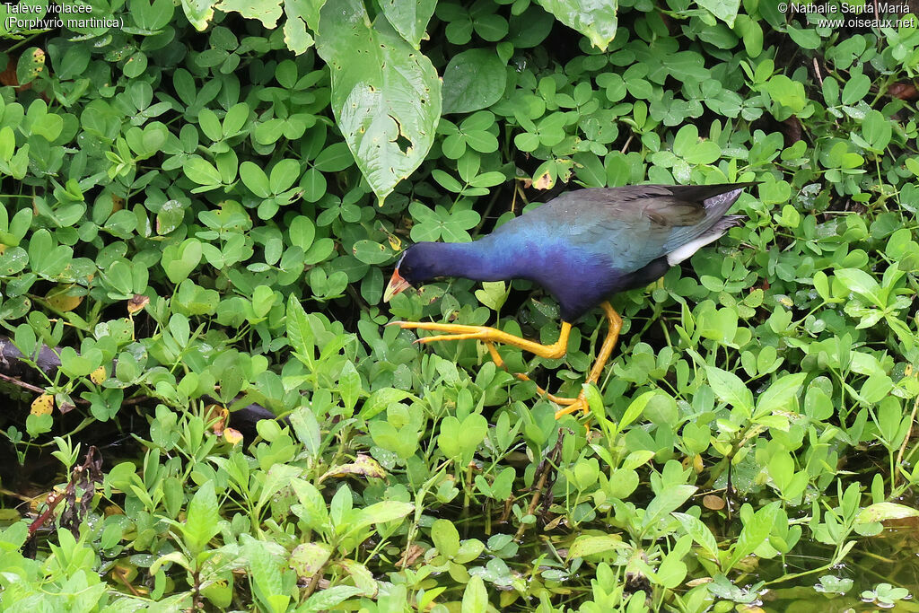 Talève violacéeadulte, identification, marche