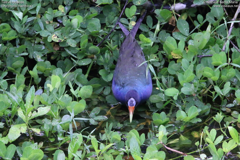 Purple Gallinule