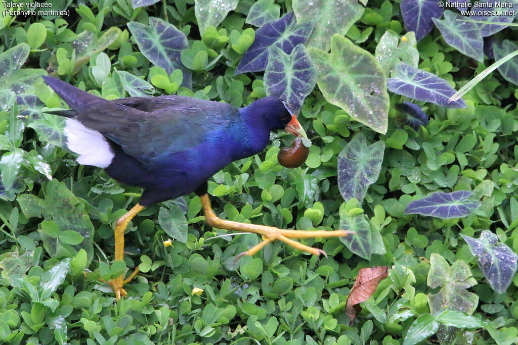 Purple Gallinule