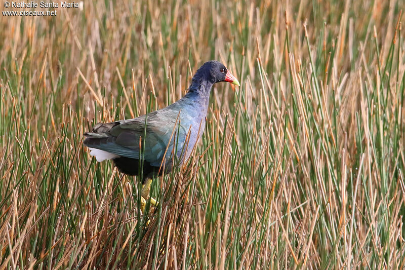 Purple Gallinuleadult, identification, fishing/hunting