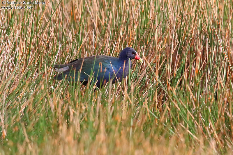 Purple Gallinuleadult, identification, fishing/hunting