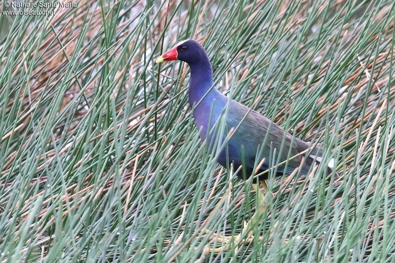 Talève violacéeadulte, identification, pêche/chasse