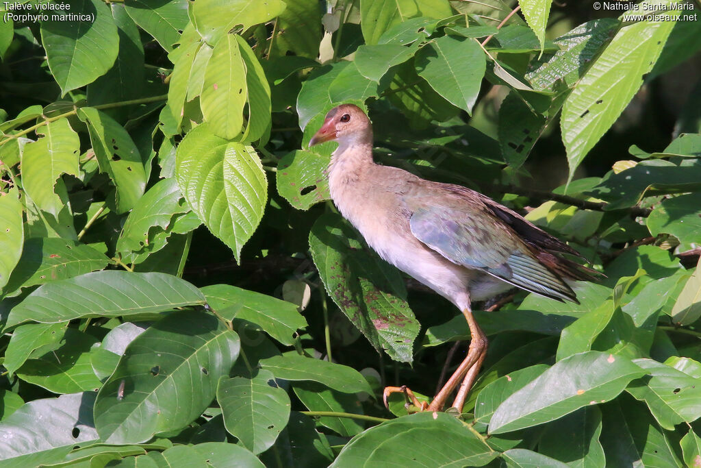Talève violacéeimmature, identification