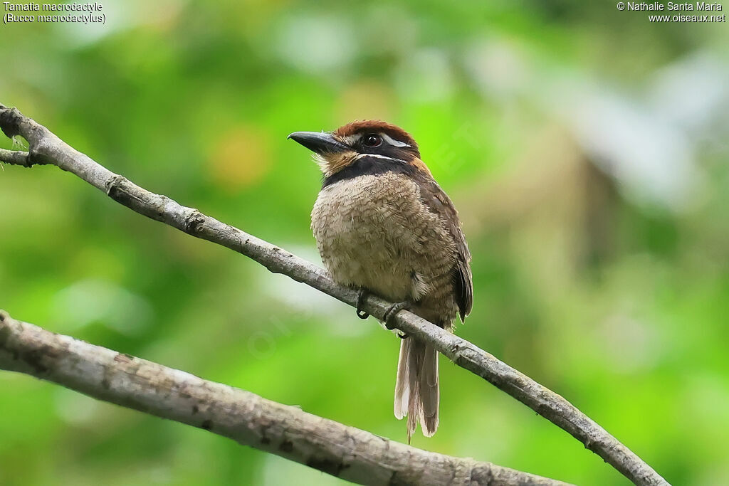 Chestnut-capped Puffbird