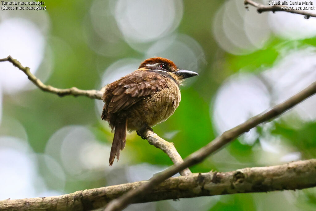 Chestnut-capped Puffbird
