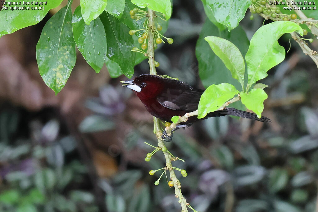 Silver-beaked Tanager