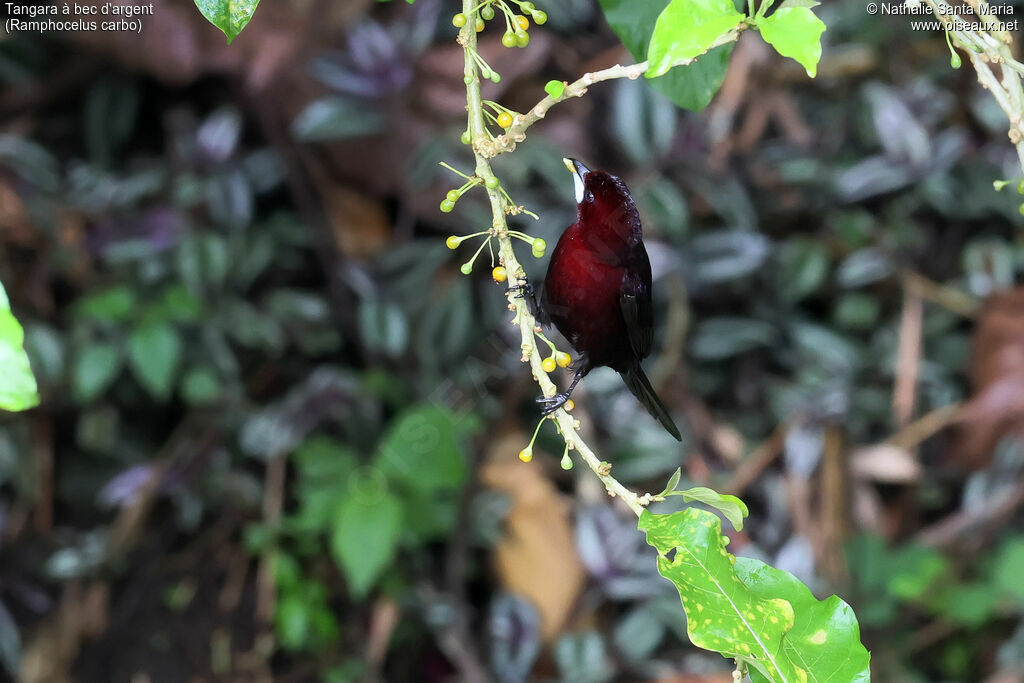 Silver-beaked Tanager