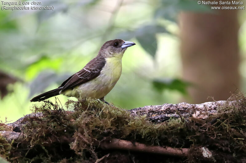 Lemon-rumped Tanager female adult, identification