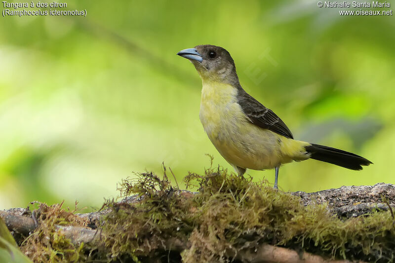 Lemon-rumped Tanager female adult, identification