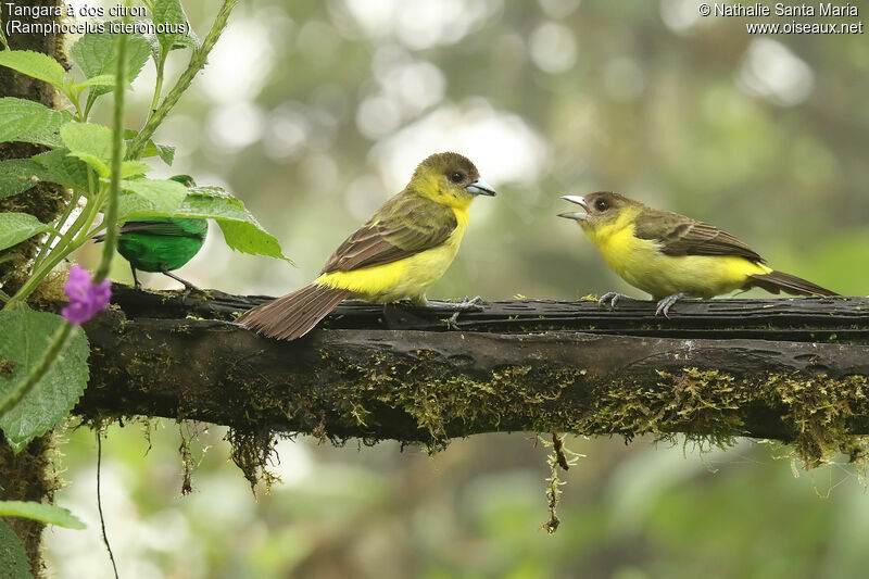 Tangara à dos citron femelle adulte, identification