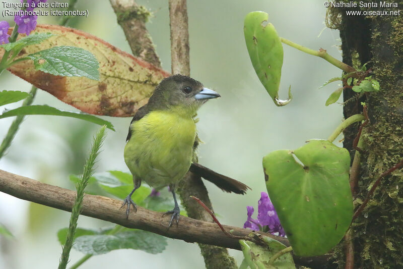 Lemon-rumped Tanager female adult, identification