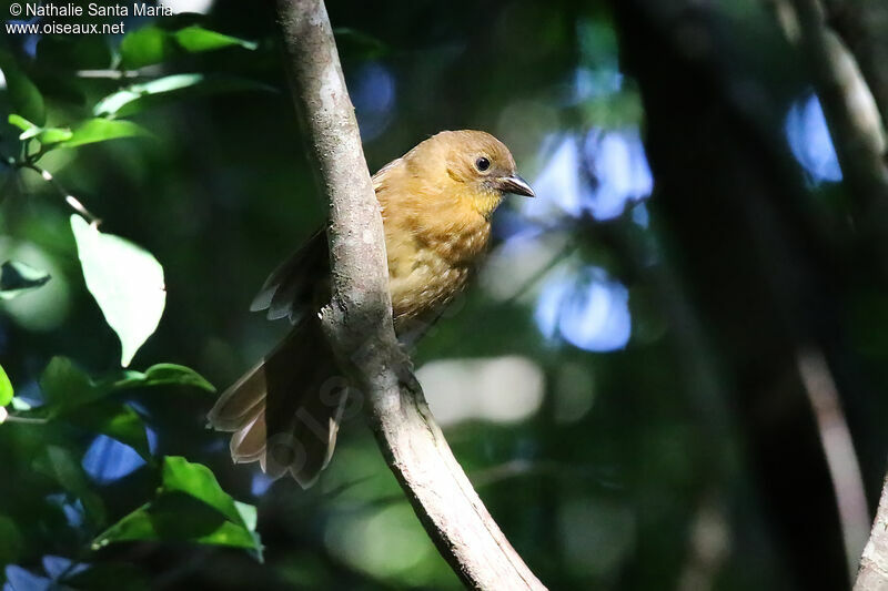 Red-throated Ant Tanager female adult, identification