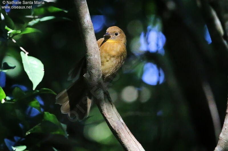 Red-throated Ant Tanager female adult, identification