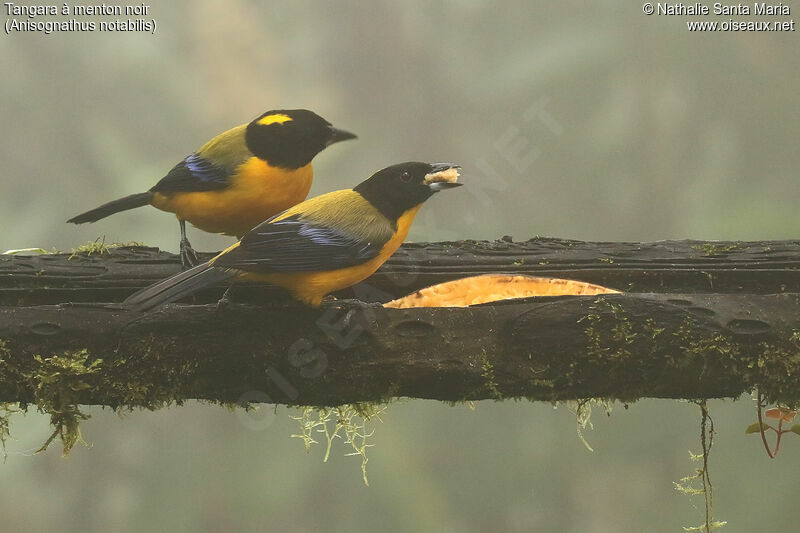 Black-chinned Mountain Tanageradult, identification, feeding habits, eats