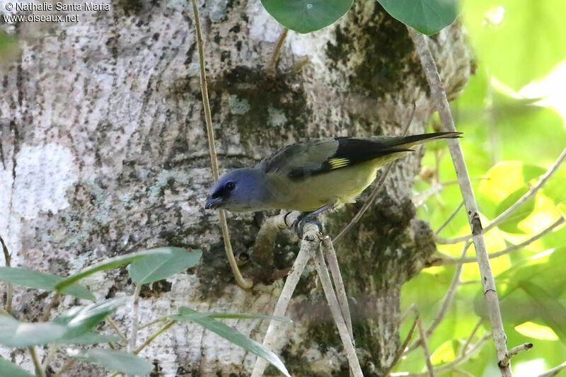 Tangara à miroir jauneadulte, identification