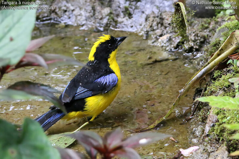 Tangara à nuque jauneadulte, identification