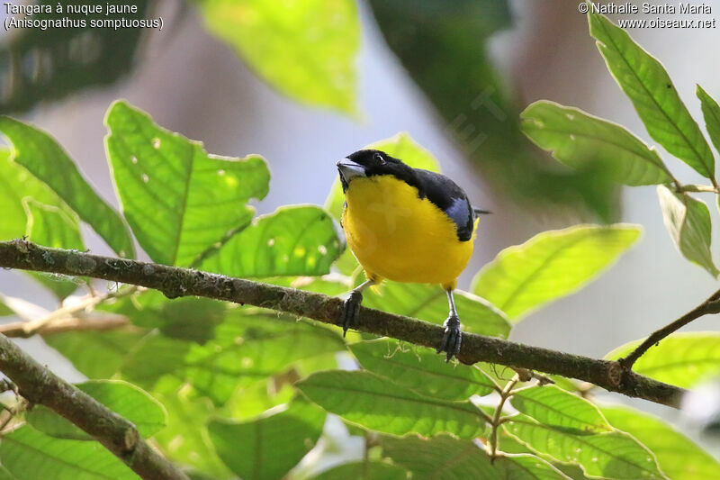 Blue-winged Mountain Tanageradult, identification