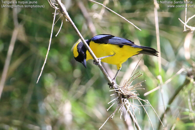 Blue-winged Mountain Tanageradult, identification