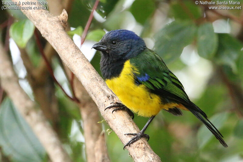 Black-chested Mountain Tanageradult, identification