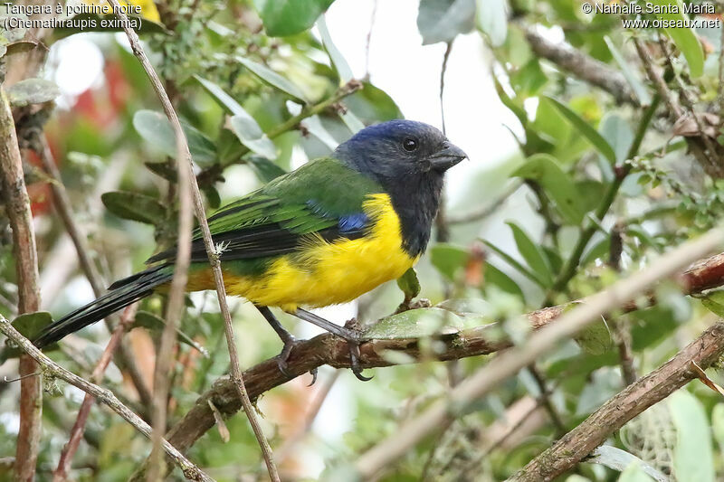 Tangara à poitrine noireadulte, identification