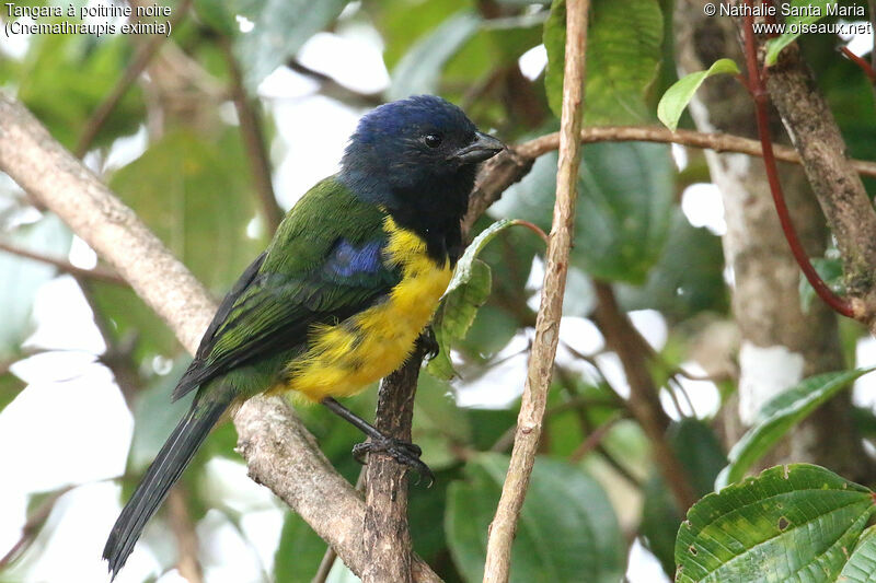 Black-chested Mountain Tanageradult, identification