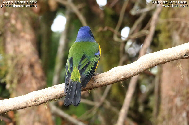 Black-chested Mountain Tanageradult, identification, aspect