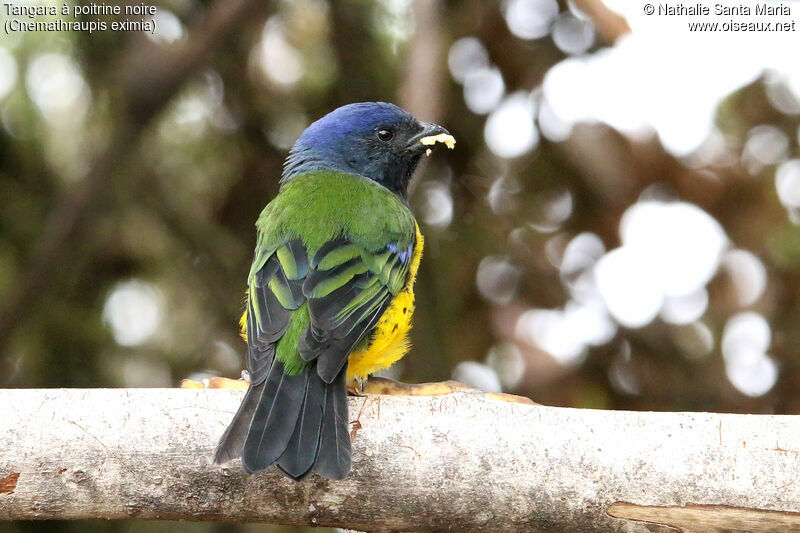 Black-chested Mountain Tanageradult, identification, eats