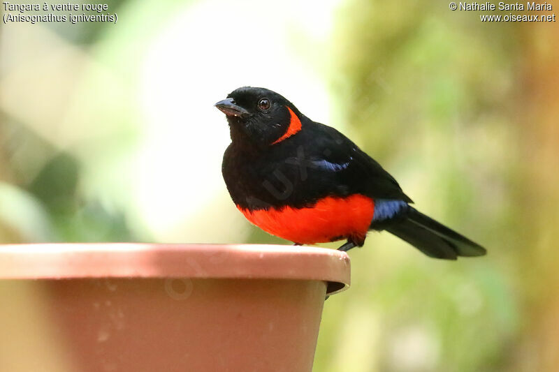 Tangara à ventre rougeadulte, identification