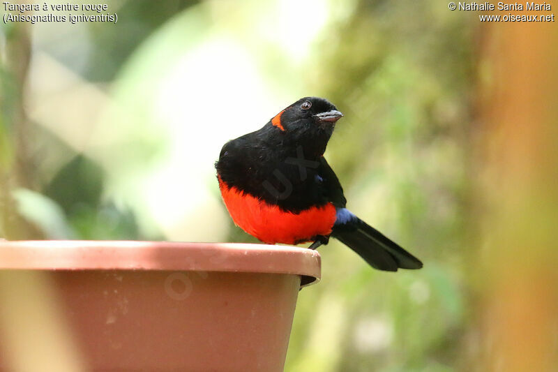 Tangara à ventre rougeadulte, identification