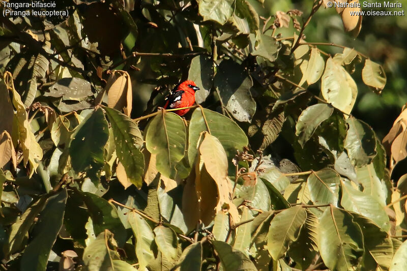 White-winged Tanager male adult, identification