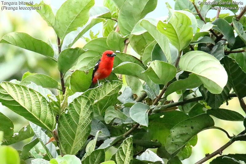 White-winged Tanageradult, identification