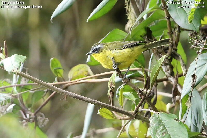 Tangara bridéadulte, identification