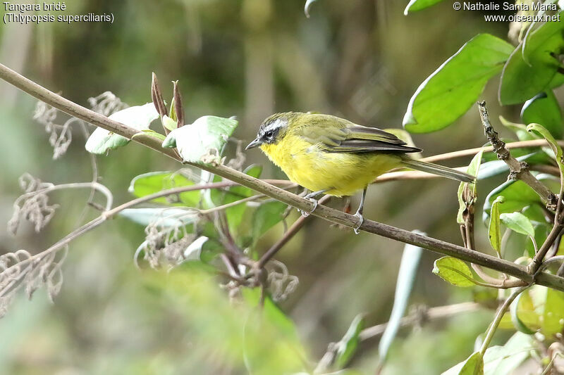 Tangara bridéadulte, identification