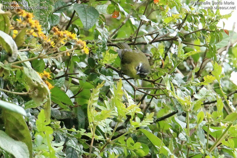 Superciliaried Hemispingusadult, identification