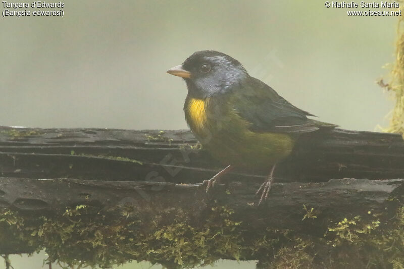 Moss-backed Tanageradult, identification